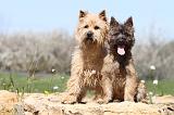 CAIRN TERRIER 234